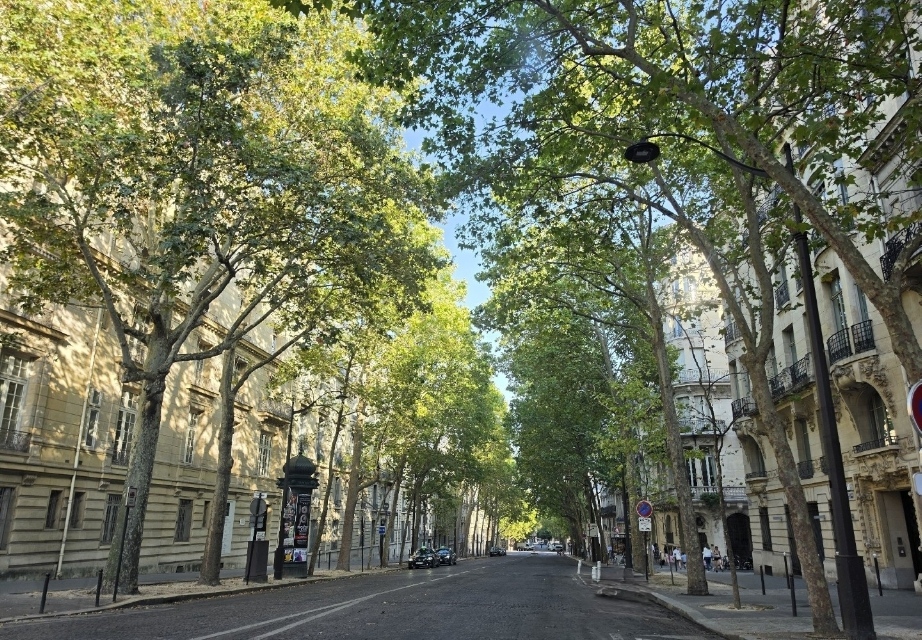 Avenue bordée de platanes dans le 8e arrondissement de Paris, à proximité du cabinet AUDIT EXPERTS